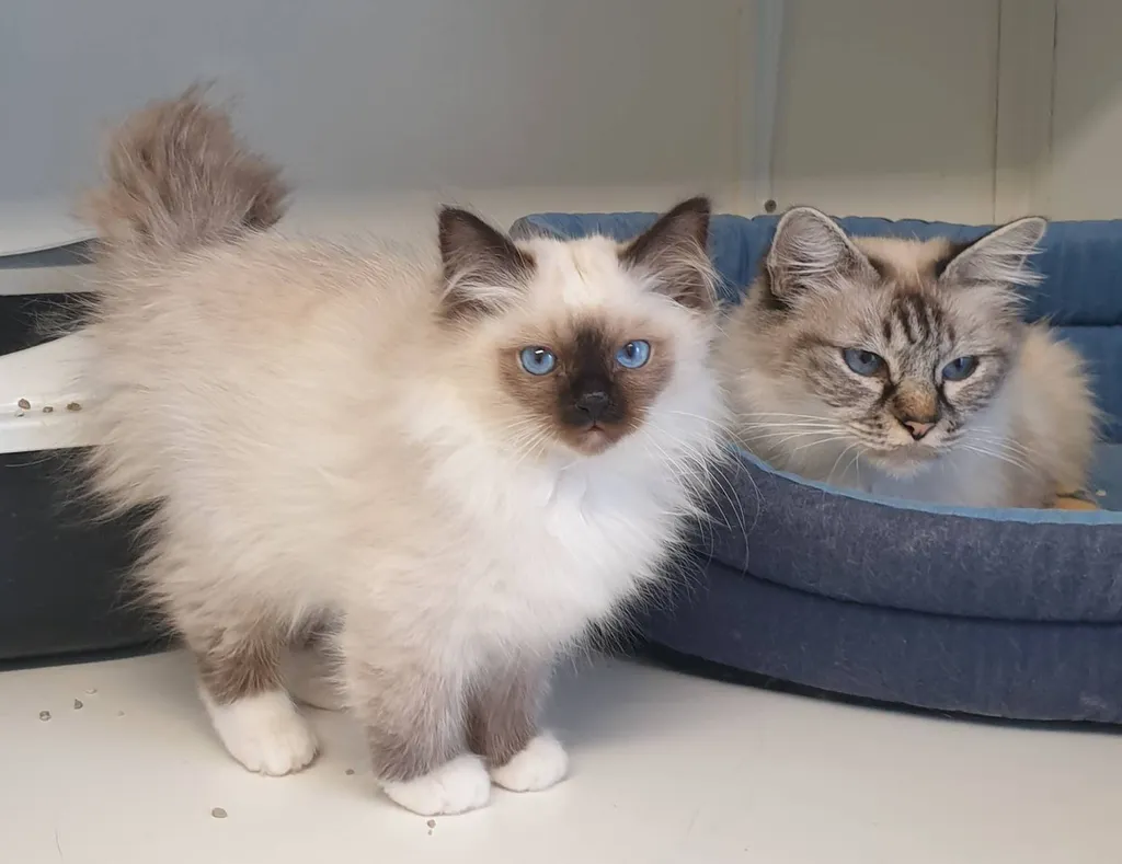 Vente de Chatons Sacrés de Birmanie au LOOF dans le 84
