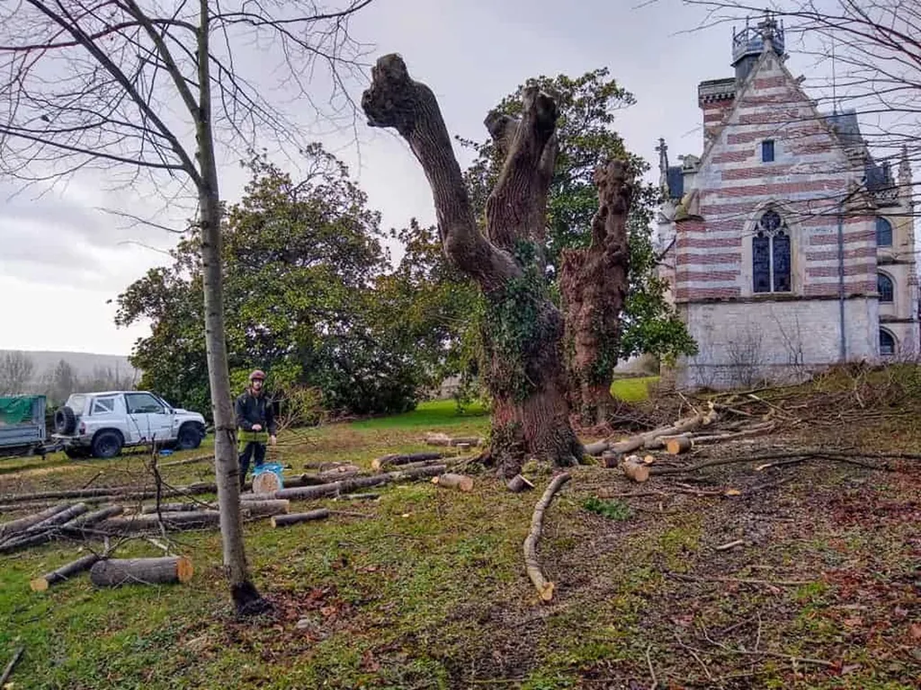 Élagage d’arbres centenaires au Château d’Ételan (76330)