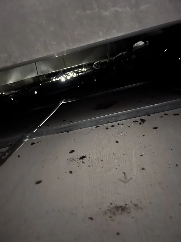 Invasion de rats dans les faux plafonds d’une entreprise de Marseille 13011 dans les Bouches du Rhône