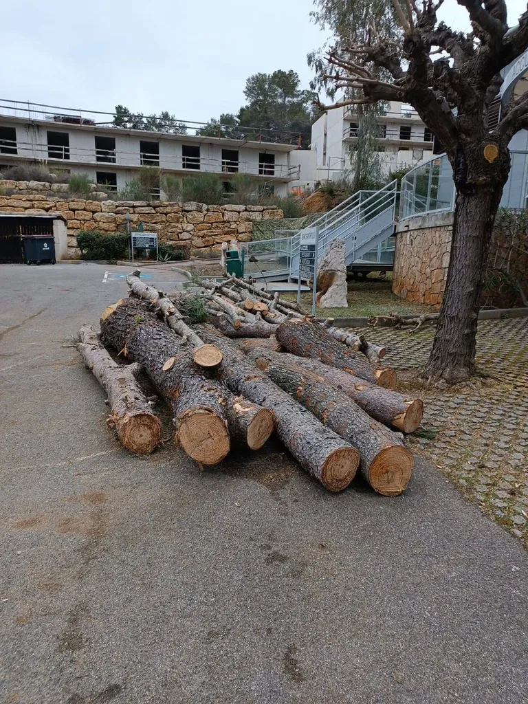 Stockage de grosses sections de bois à Sophia Antipolis
