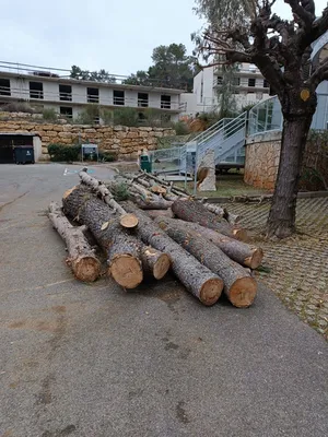 Stockage de grosses sections de bois à Sophia Antipolis