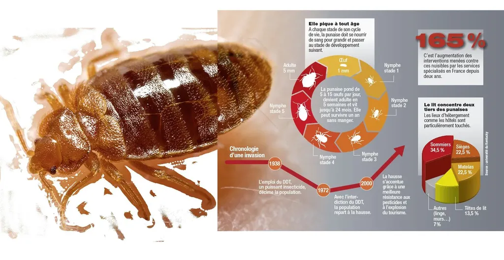 Les punaises de lit transforment vos nuits en cauchemar. Vous vous réveillez avec des piqûres alignées ? Ces parasites se cachent dans les moindres recoins de votre literie et leurs œufs résistent aux insecticides grand public. A.M.A Nuisibles intervient 