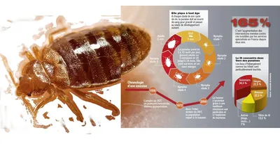 Les punaises de lit transforment vos nuits en cauchemar. Vous vous réveillez avec des piqûres alignées ? Ces parasites se cachent dans les moindres recoins de votre literie et leurs œufs résistent aux insecticides grand public. A.M.A Nuisibles intervient 