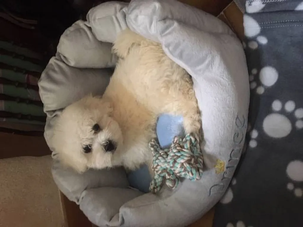 Bichon Frisé LOF Vaucluse