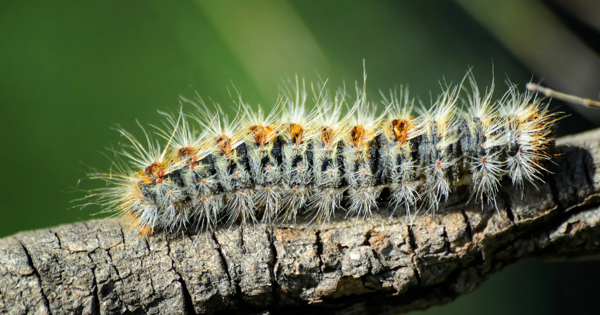 Jardinier professionnel, pour traiter les infestations de chenilles processionnaires à Saint-Rémy-de-Provence, 13210, protégeant vos arbres et espaces verts dans les Alpilles