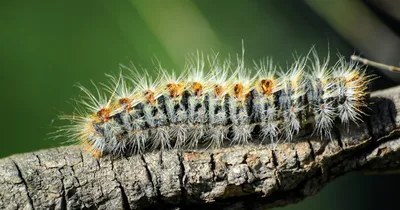 Jardinier professionnel, pour traiter les infestations de chenilles processionnaires à Saint-Rémy-de-Provence, 13210, protégeant vos arbres et espaces verts dans les Alpilles
