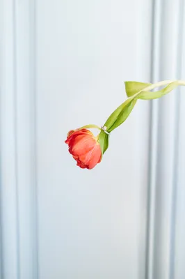 fleurisete mariage paris