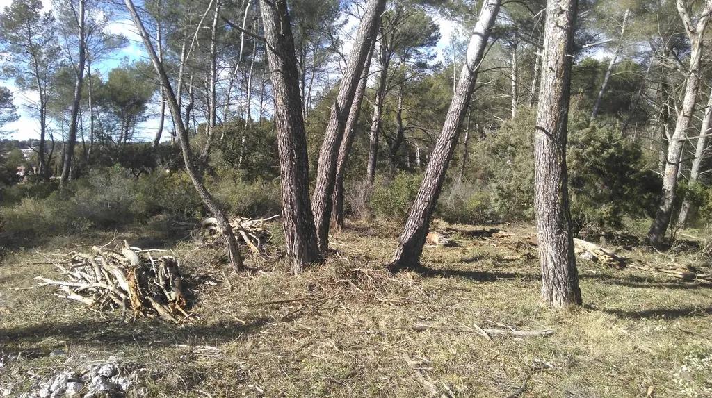 entretien de jardin d'une villa