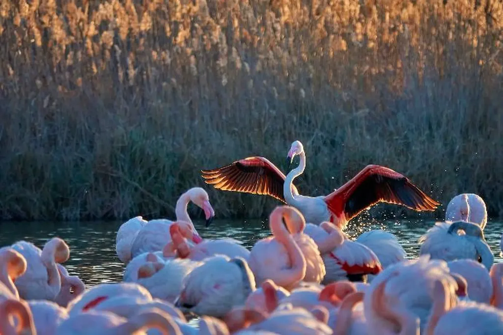 Safari 4x4 à La Grande-Motte : L'Exclusivité de l'Étang de l'Or en Camargue