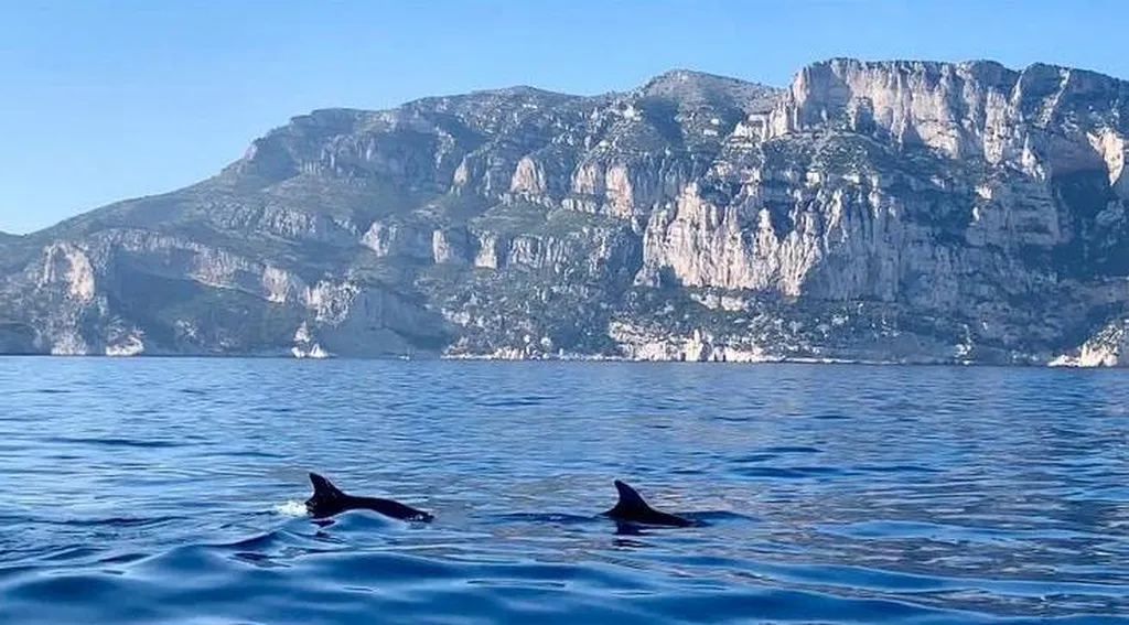Dolphins in the Calanques National Park