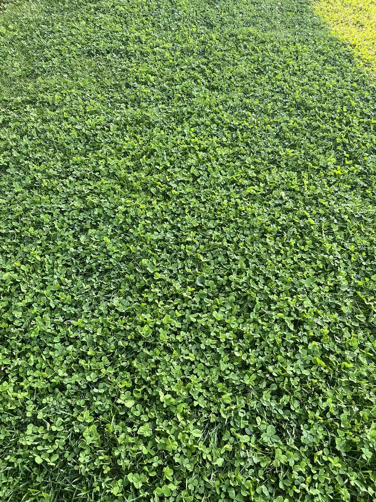 Création d'un gazon micro-trèfle de qualité à Sanguinet