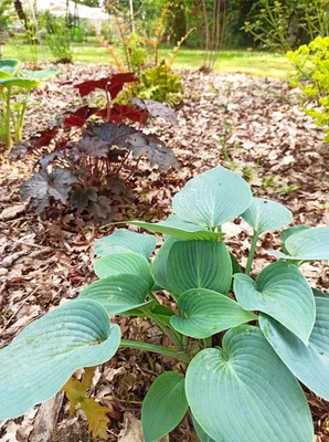 aménagement de sous bois dans terrain argileux à saint Genès de Fronsac 