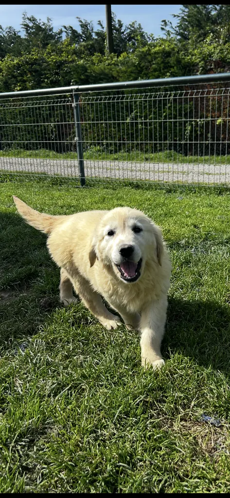 Chiots Golden Retriever LOF à réserver – naissance du 2 juin 2026 (Paca et Thao)