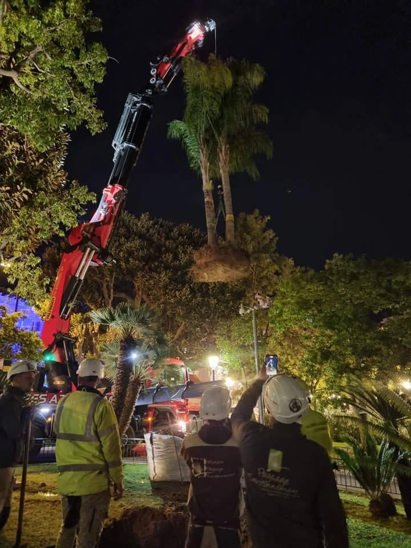 Levage pour transplantation de gros sujets à Monaco