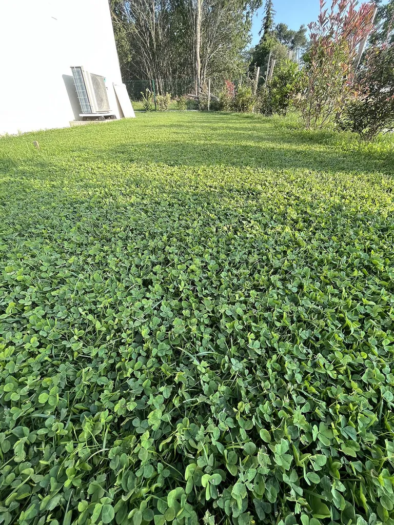 Evolution Paysage crée un gazon micro-trèfle à Sanguinet