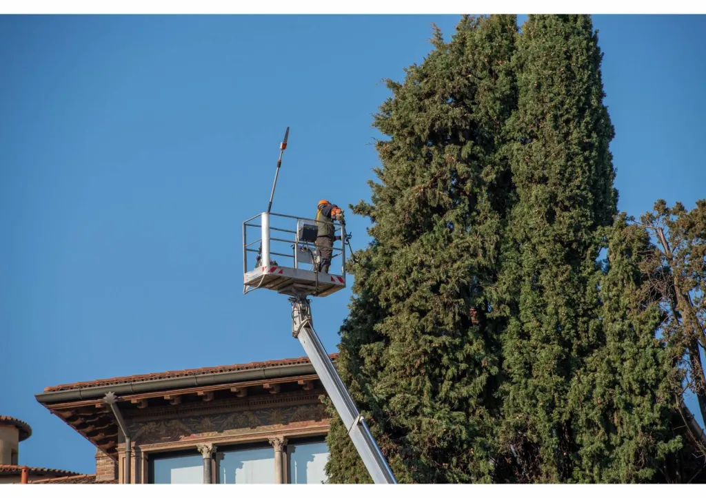 Entreprise à Avignon experte en élagage de gros arbre dans le Vaucluse