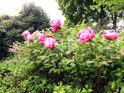 Belle maison de 170 M² à Chambourcy édifiée sur un terrain de 1006 M² joliment arborée et parfaitement entretenue, entièrement close de murets en pierre, quelques marches permettent l'accès à la maison. 