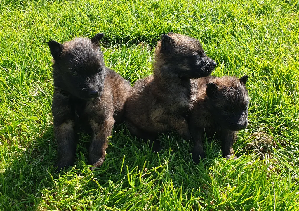 Chiots Bergers Belges Tervueren LOF – Tora & Vasco – 4 mâles et 4 femelles