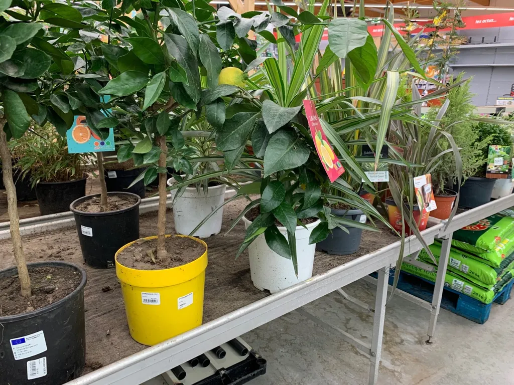 Trouver des plantes extérieures pour embellir son jardin ou son balcon