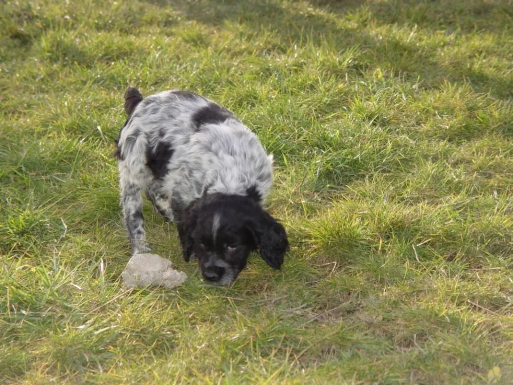 Achat de chiots Epagneul Breton à l'élevage du Palais des Papes à Avignon