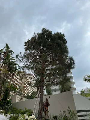 Pin planté dans jardinière à Monaco