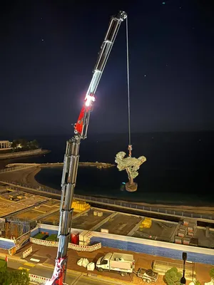 Plantation de sujets bonsai au 11 ème étage du Plais de la Plage à Monaco