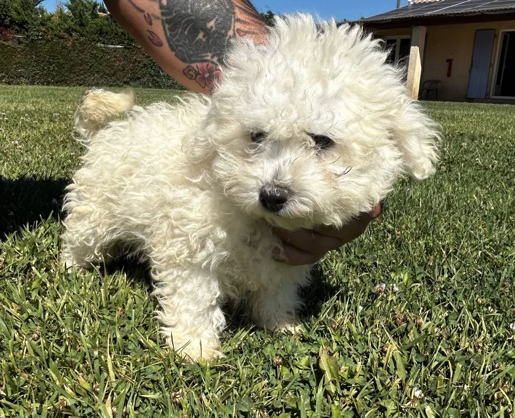 CHIOTS BICHON FRISE INSCRITS AU LOF MALES ET FEMELLES VAUCLUSE PACA