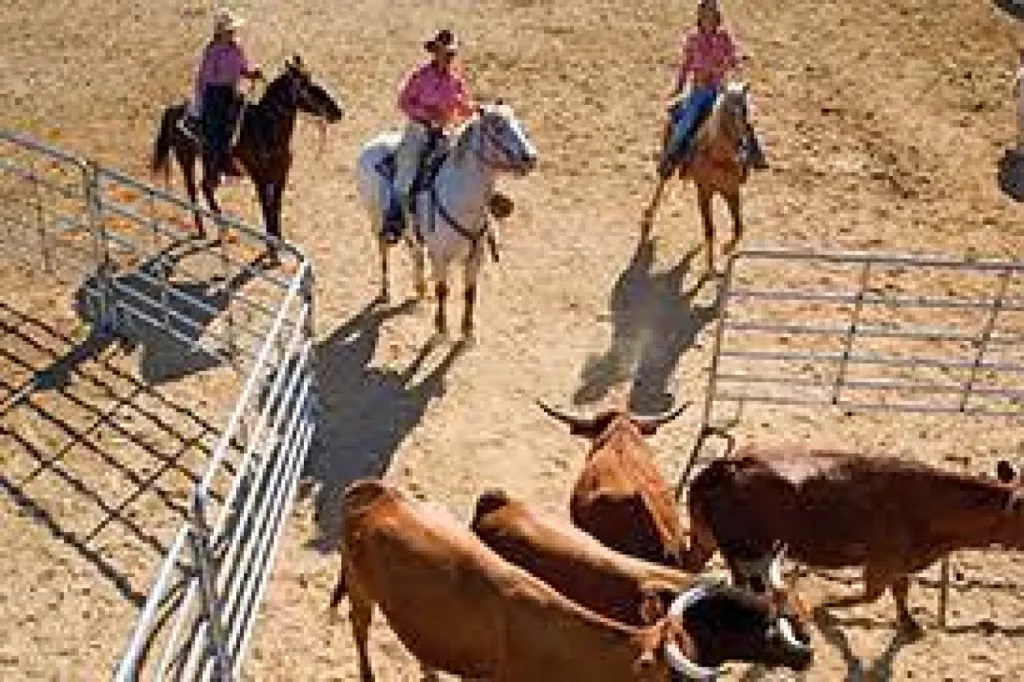 cheval en camargue