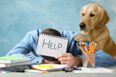 Valérie Guillet accompagne burn-out et fatigue émotionnelle près de Rouen, pour apaiser le lien humain–animal grâce à la constellation animale intuitive.