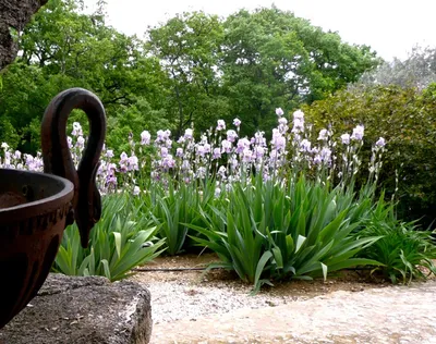 A garden in Provence