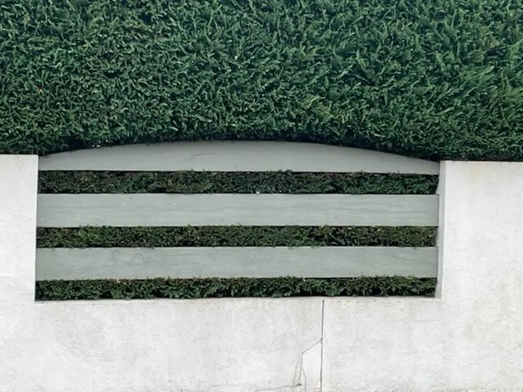 Taille d’une haie de cyprès dans une résidence