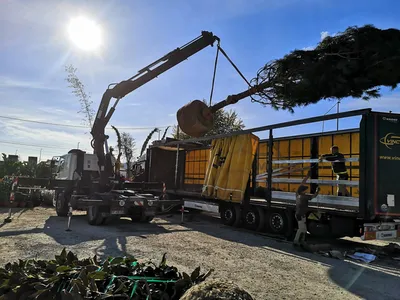 Déchargement de sujets exceptionnels à Monaco