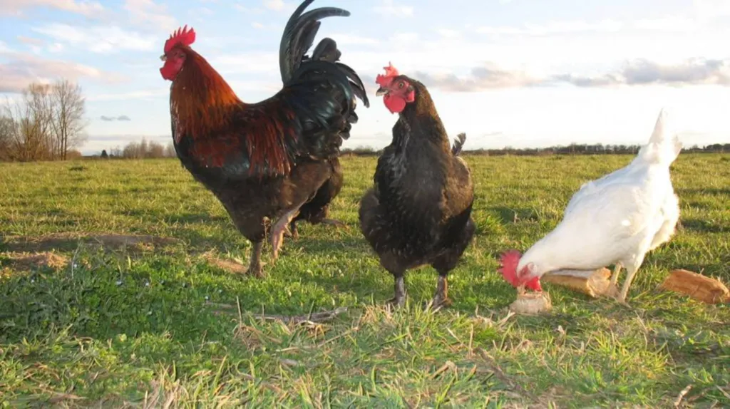Eleveurs de volailles Plaisance du Touch Les Cocottes du Touch