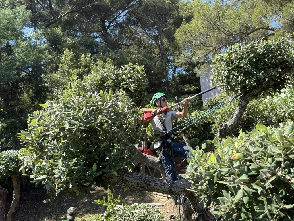 Taille en topiaire – entretien des chênes verts à Hyères