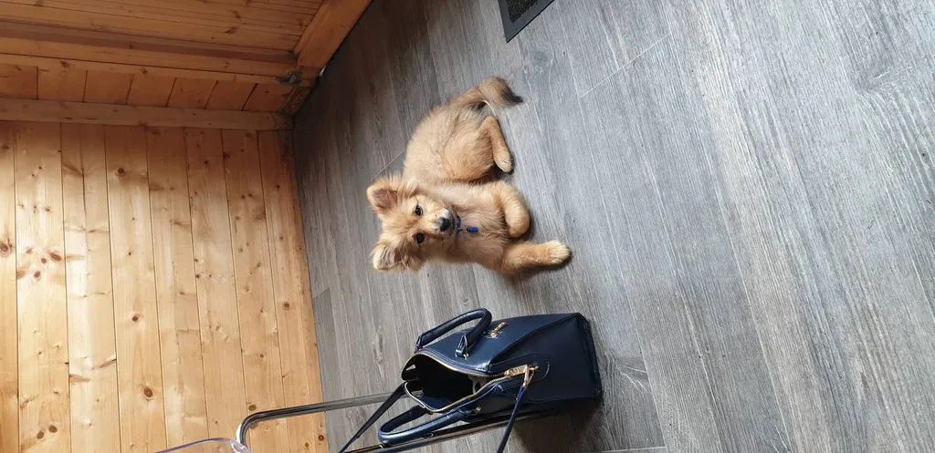 eduquer mon chiot facillement dans le sud ouest