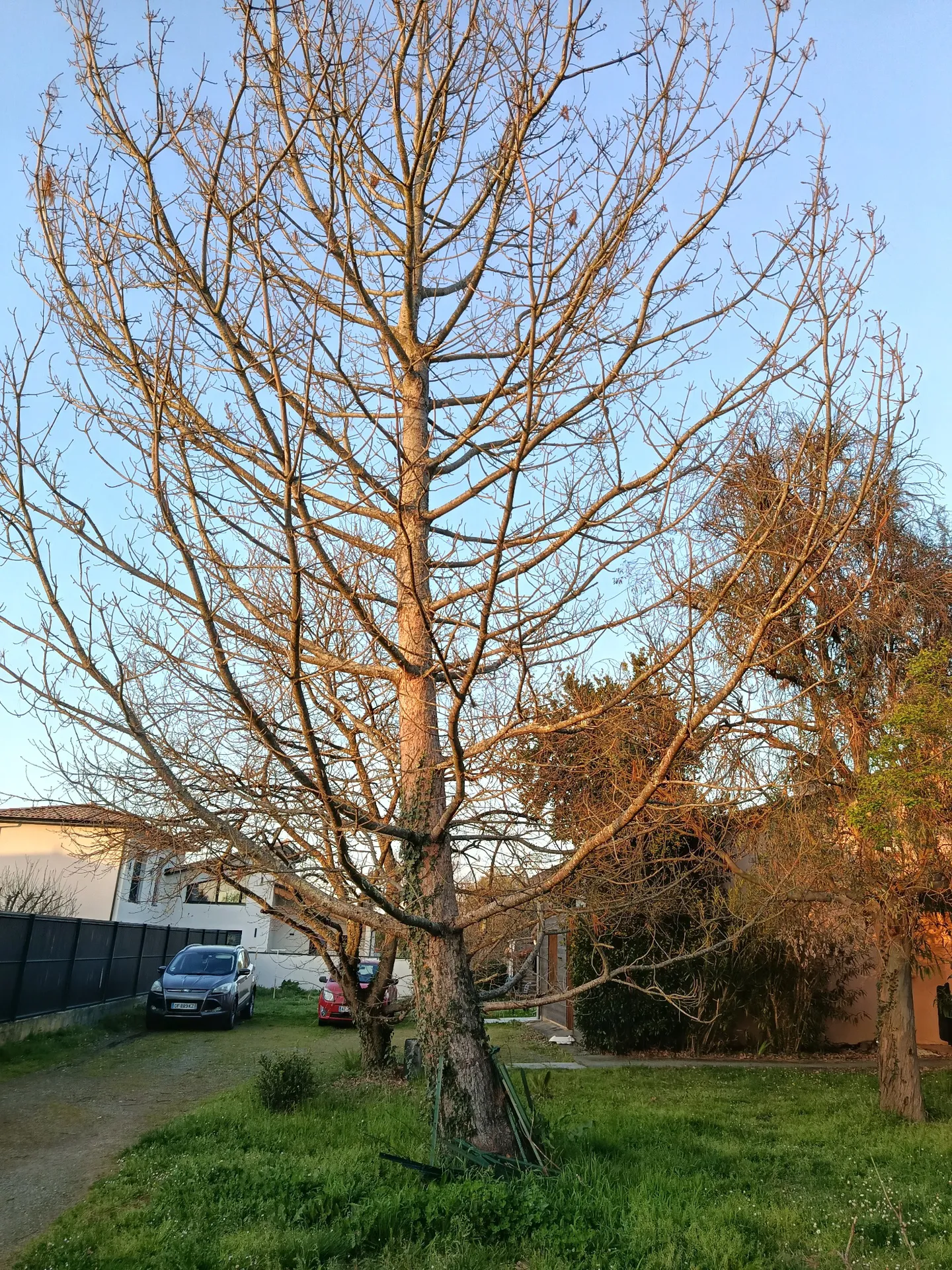 Abattage par démontage d'un pin mort sur pied sur Muret proche de Seysses, par les jardiniers paysagistes MAT'TAILLE
