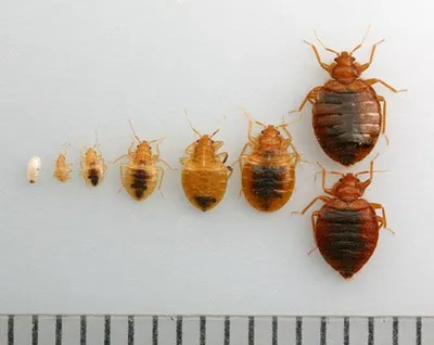 Punaise de lit adulte observée de près : ce parasite se cache dans les matelas, sommiers et meubles et se nourrit de sang humain pendant la nuit.