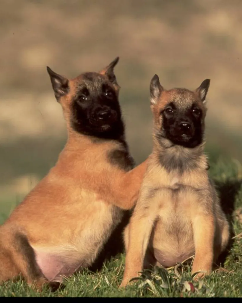 BERGER BELGE MALINOIS lof portée de LANKA et LASCAR