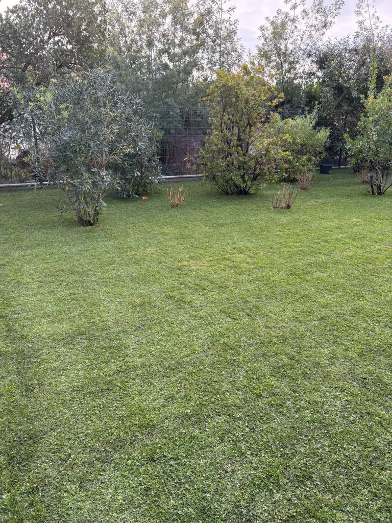 Création de gazon écologique micro-trèfle en rouleaux à Gastes, Biscarrosse et Parentis-en-Born