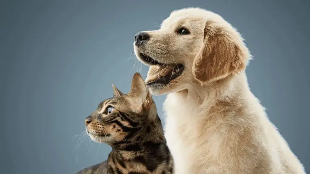 chats-chiens-alimentation-purina-maferme-eguilles
