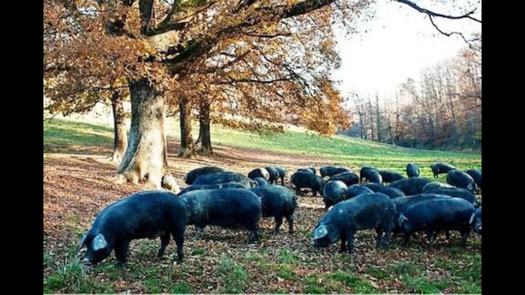 porc noir de bigorre