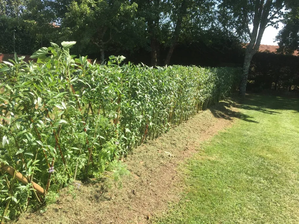 Pourquoi choisir une clôture naturelle esthétique de qualité pour votre jardin près de Cazaux avec l’expertise des paysagistes d'Évolution Paysage