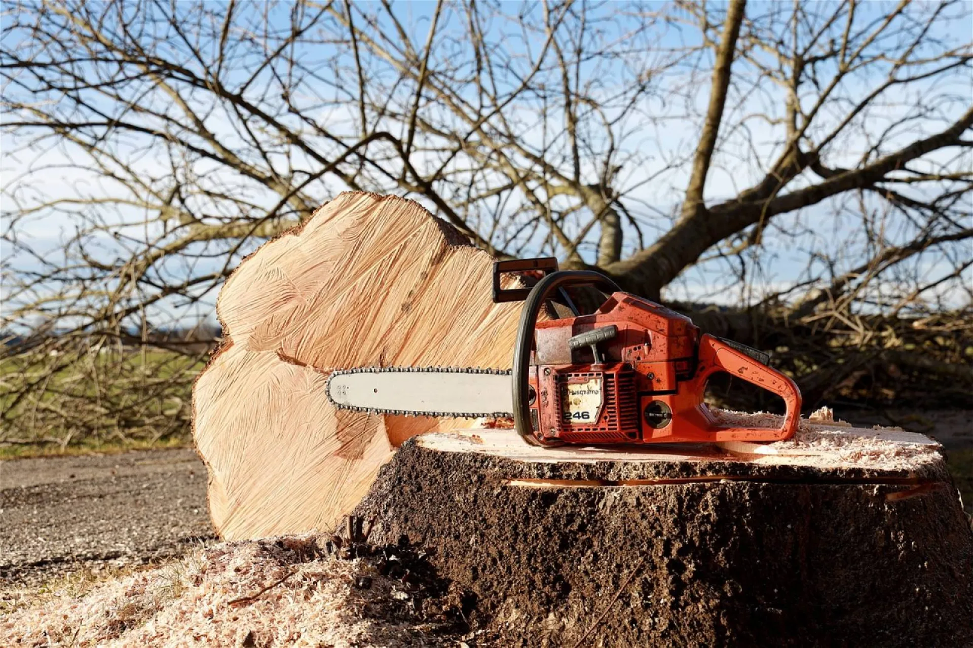 Abattage d’arbre dans un jardin privatif dans le Vaucluse (84)
