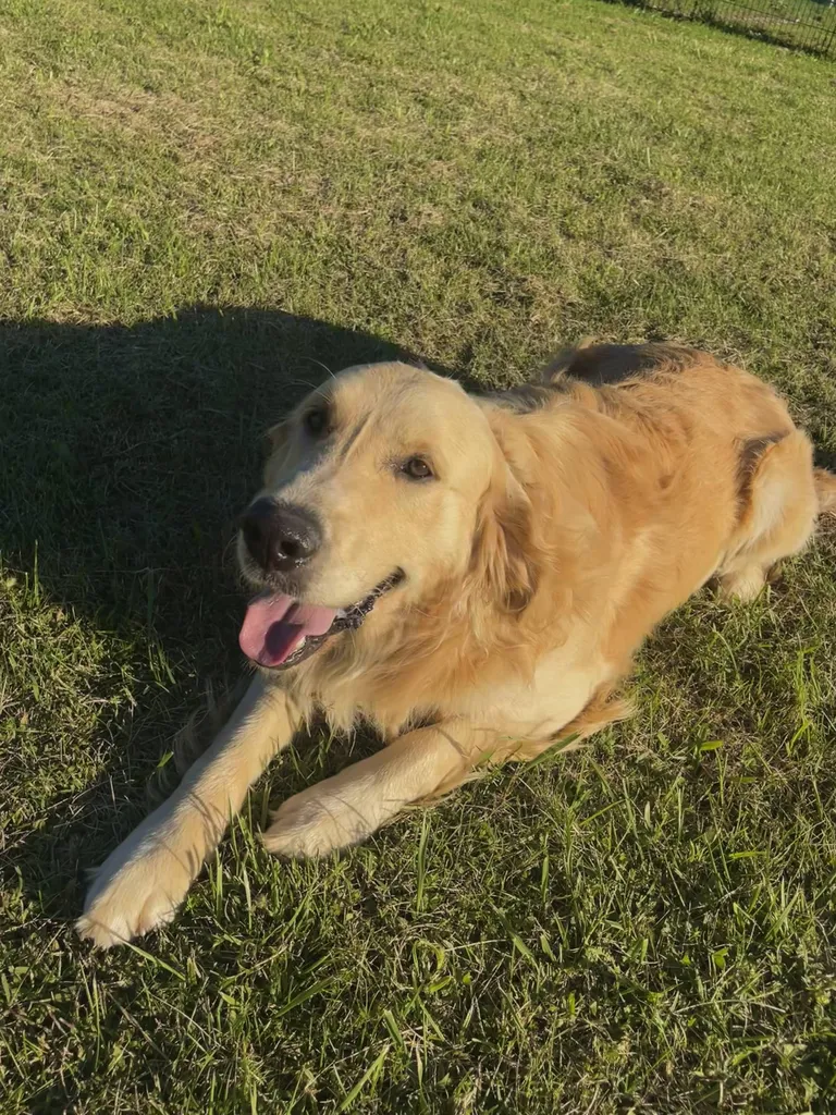 golden retriever