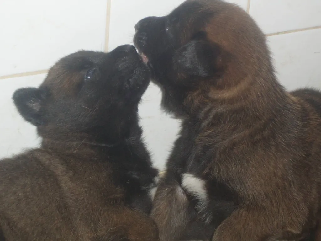 chiots mâles et femelles malinois