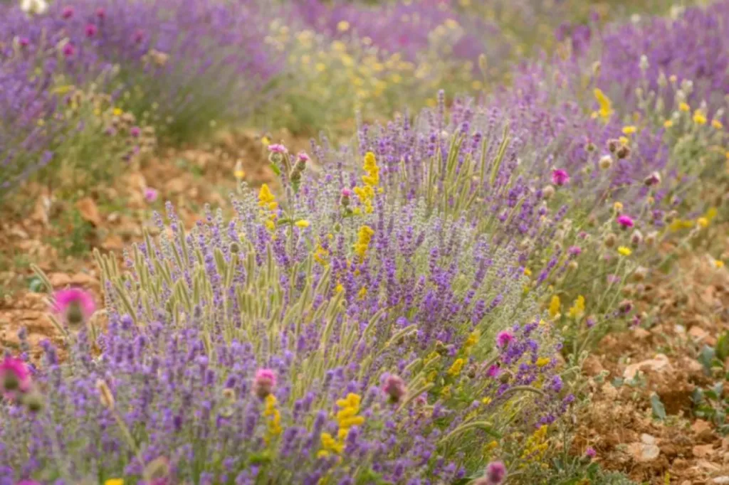 gîte alpes de haute Provence