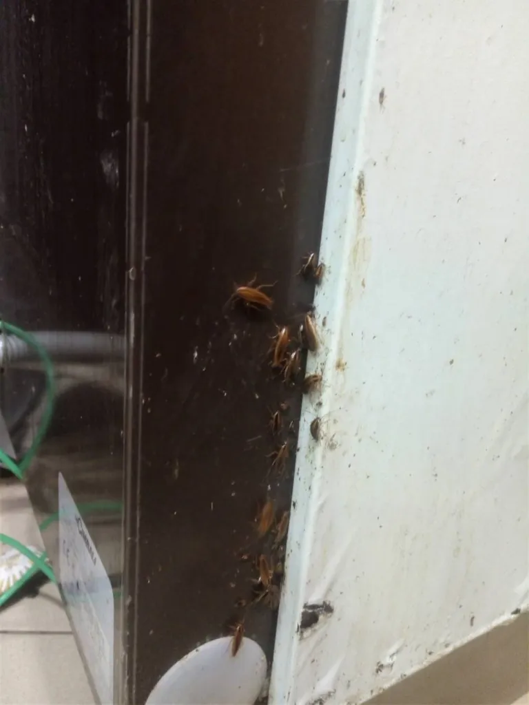 tuer les cafards dans mon hotel, mon restaurant à aix en provence 13100