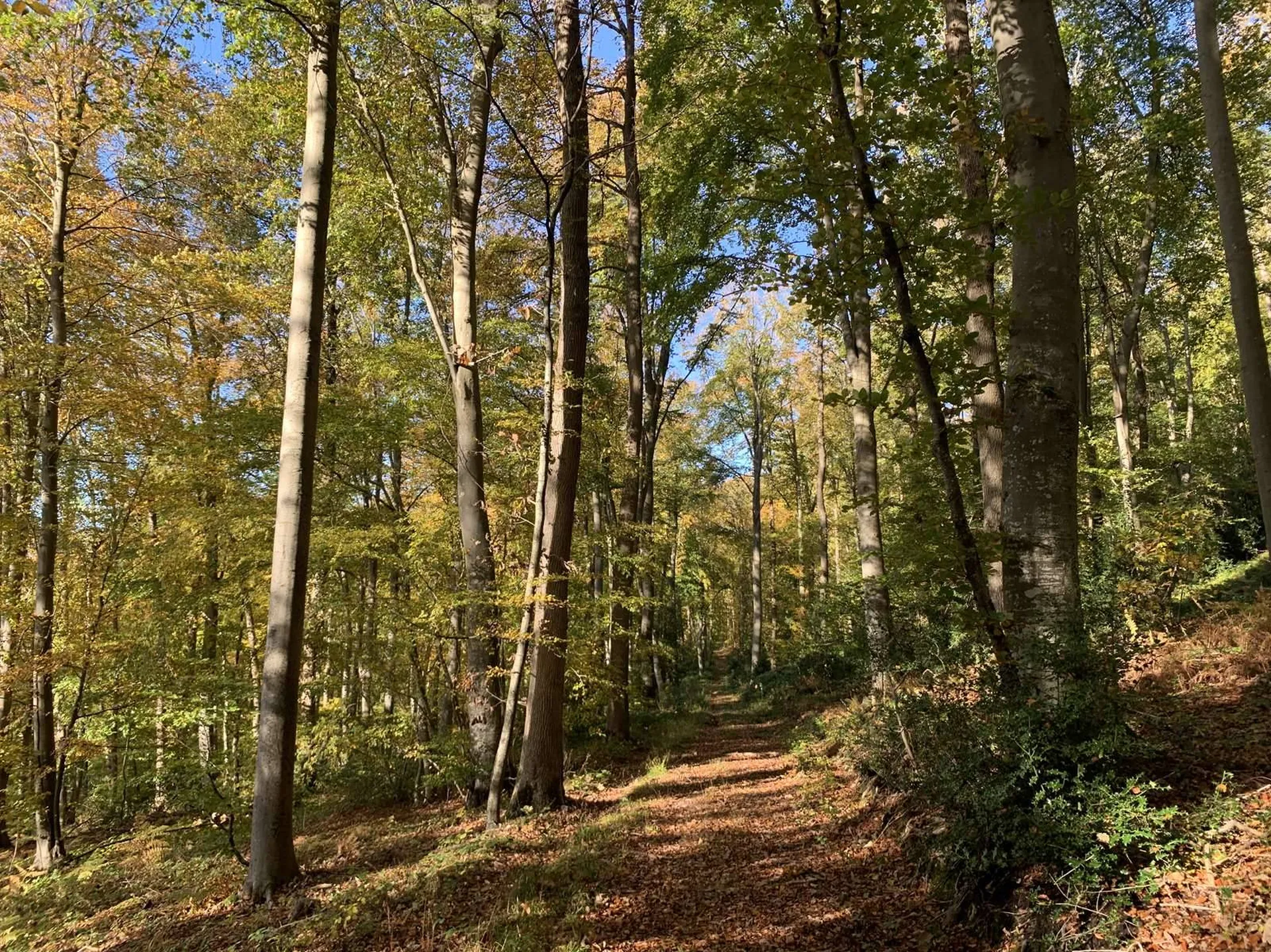 En vente- En NORMANDIE, région BEUZEVILLE (27) : bois de 16 hectares d'un seul tenant