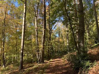 En vente- En NORMANDIE, région BEUZEVILLE (27) : bois de 16 hectares d'un seul tenant