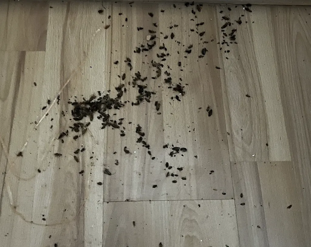 Comment différencier les blattes et les cafards à Toulouse ?
